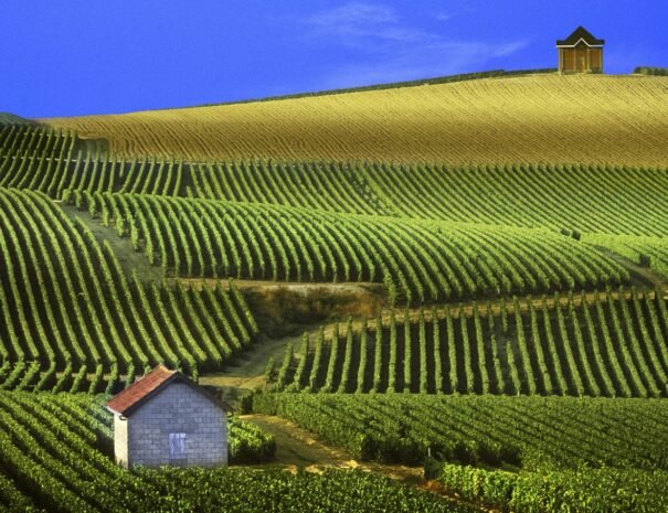 Vignes de Champagne